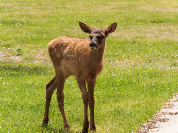 istock Rocky Mountain Elk calf 1301438318