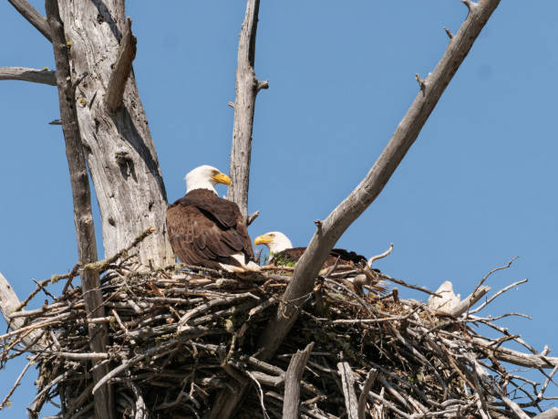 Eagle Nest Pictures | Download Free Images on Unsplash