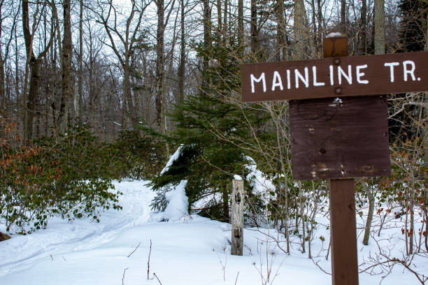 istock Snowy trail in the woods 1301438357