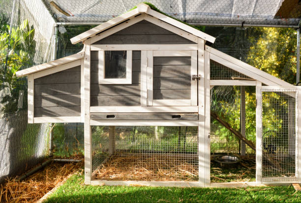 istock A hen house or chicken coop 1301438940