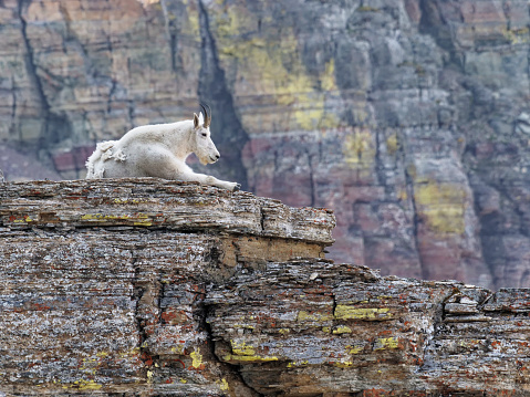 A spring mountain goat climbing along the trail in Glacier National Park, Montana.