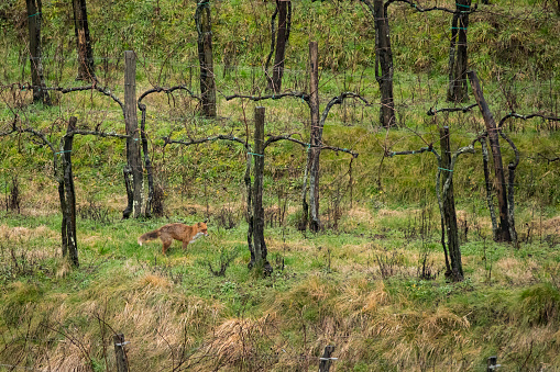 Candid shot of red fox in vineyard.