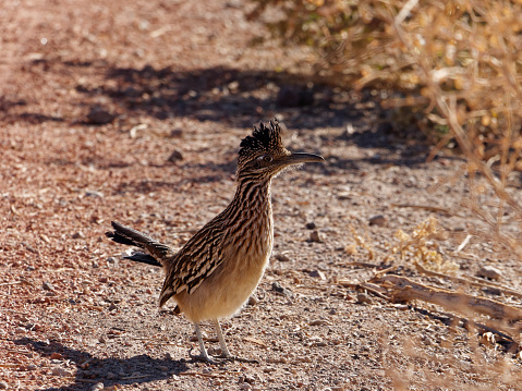 a roadrunner searches for food in southern Arizona