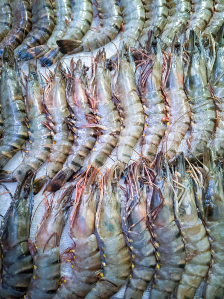 istock Royal large sea prawns stacked in a row 1301439940