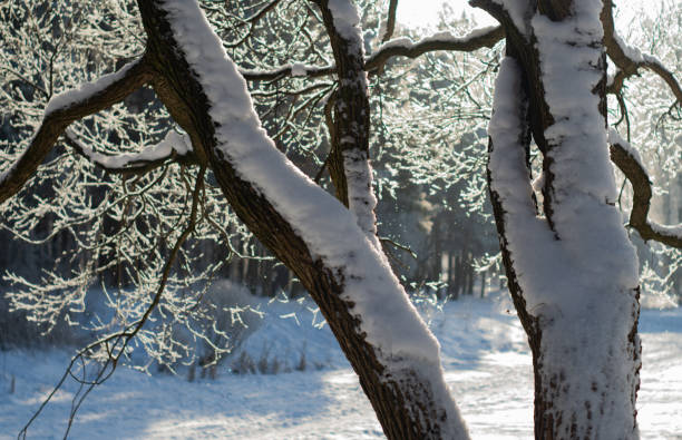 tree trunks covered with snow.city park on a sunny winter day. - lumber industry cold day forest imagens e fotografias de stock