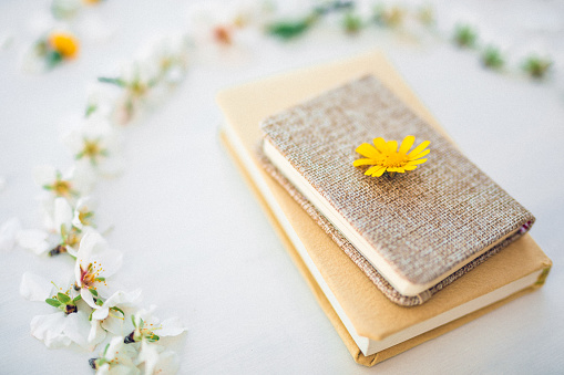Close up of a mandala part with almond blossoms, petals, a yellow meadow flower and two books in the centre. Very selective focus. Slightly grain added. Part of a series.