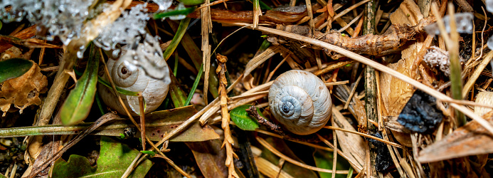 Close-up panoramic macro of old dead snail shell in brown dry leaves. Panorama banner.