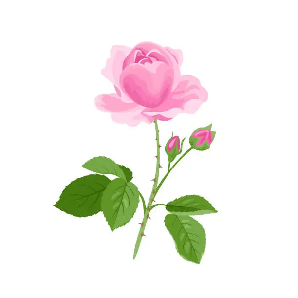 Vector illustration of Pink Rose isolated on white background. Vector illustration of fresh fragrant flower with buds and green leaves in cartoon flat style.