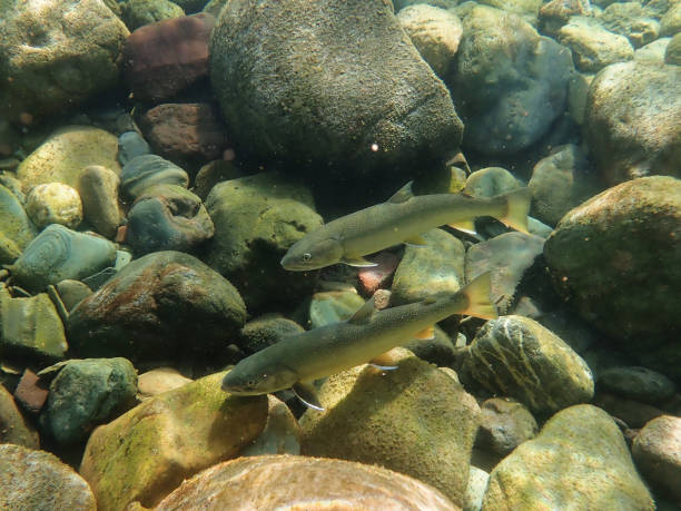 Free picture: bull, trout, fish, salvelinus, confluentus