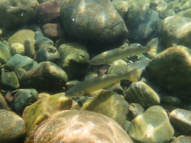 bull forelle - bull trout stock-fotos und bilder