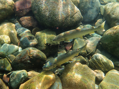Bull trout swim up the Middle Fork of the Flathead river to spawn in northern Montana