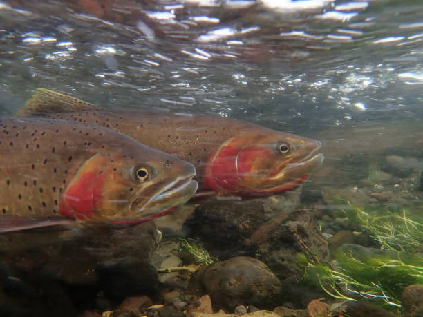 istock Yellowstone Cutthroat Trout 1301442106