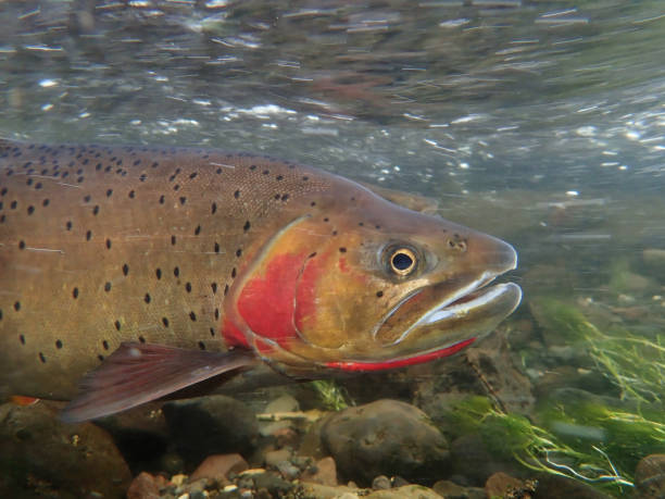 istock Yellowstone Cutthroat Trout 1301442107