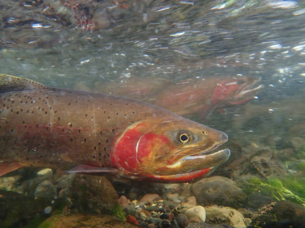 istock Yellowstone Cutthroat Trout 1301442134