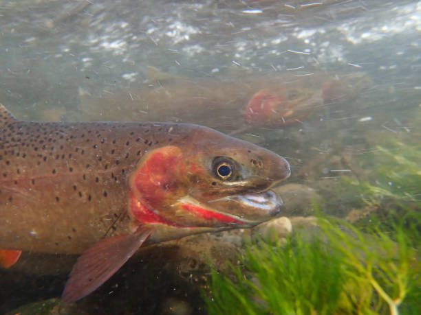istock Yellowstone Cutthroat Trout 1301442135