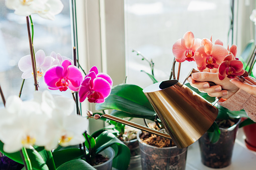 Watering orchids phalaenopsis with golden metal watering can. Woman taking care of home plants and flowers on window sill. Home hobbies
