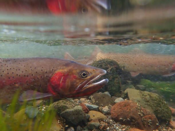 istock Yellowstone Cutthroat Trout 1301442224