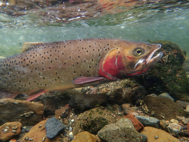 istock Yellowstone Cutthroat Trout 1301442257
