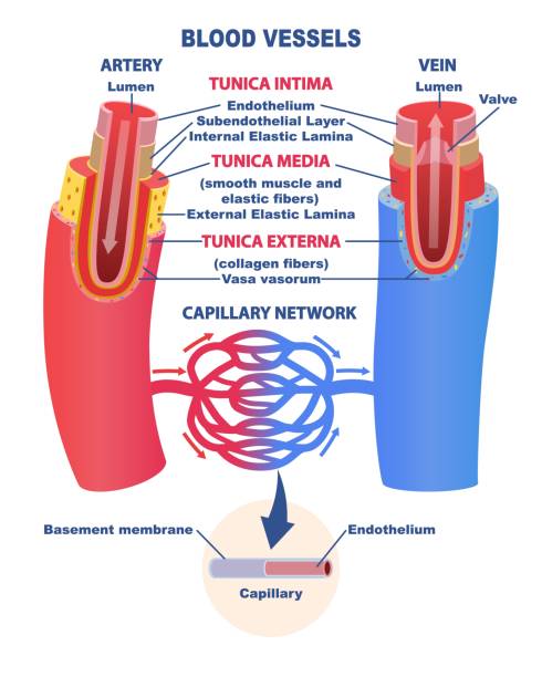 Blood vessels educational banner or poster Blood vessels educational banner or poster. Comparison of the structure of the artery and vein. Diagram for the study of anatomy. Vector illustration endothelial stock illustrations