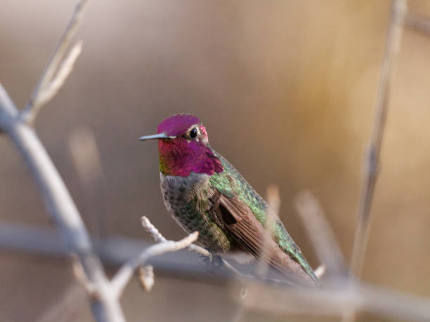 istock Male Anna's Hummingbird 1301443521