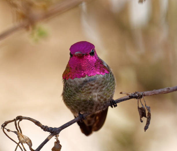 a hummingbird rests on a tree branch in Northern Arizona