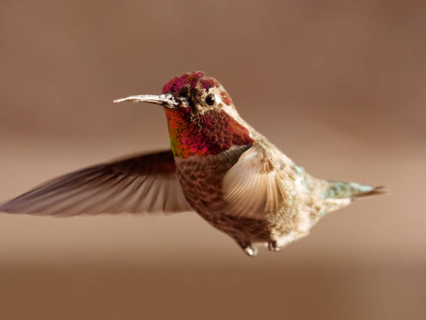 istock Male Anna's Hummingbird 1301443987