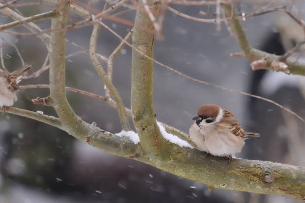 Sparrow on a Snow
