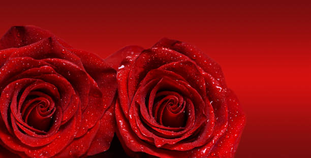 istock Macro image of two reds rose with water droplets on red background . Copy space for text. 1301445890