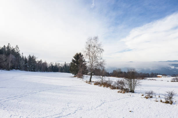 Snow covered winter landscape in bavarian forest, germany