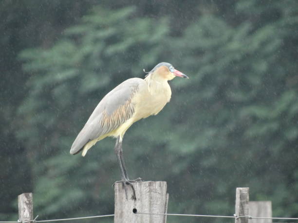 Garza amarilla silvestre bajo la lluvia. Wild yellow heron in the rain. During a winter vacation in Asunción, Paraguay, I could see this beautiful yellow heron that seemed to be enjoying the heavy rain that was falling.
The yellow heron is also known as the chiflona heron, whistling heron, or chamfer heron (Syrigma sibilatrix).
During a winter vacation in Asunción, Paraguay, I was able to see this beautiful yellow heron that seemed to be enjoying the heavy rain that was falling.
The yellow heron is also known as the whistling heron, whistling heron, or chiflon heron (Syrigma sibilatrix). lluvia stock pictures, royalty-free photos & images