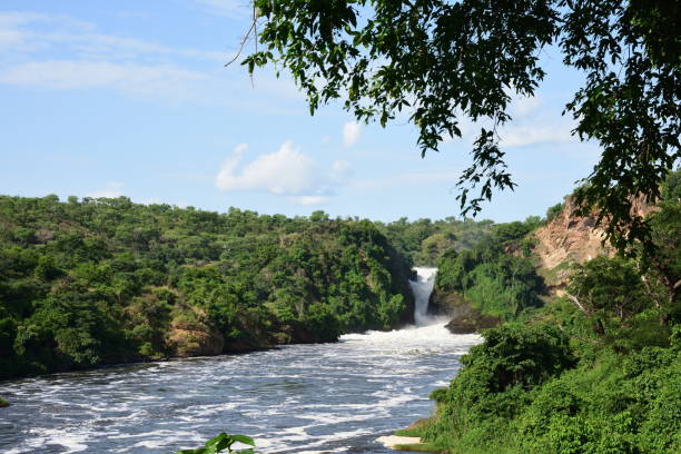 istock Waterfall in beautiful green forest with white water, rocks, roaring water, Murchison Falls National Park Uganda 1301447902