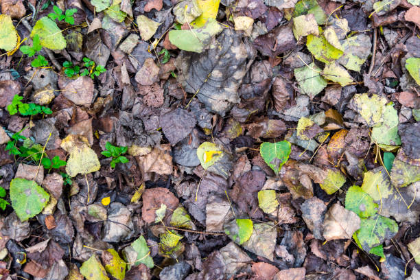 The autumn leaves on the land