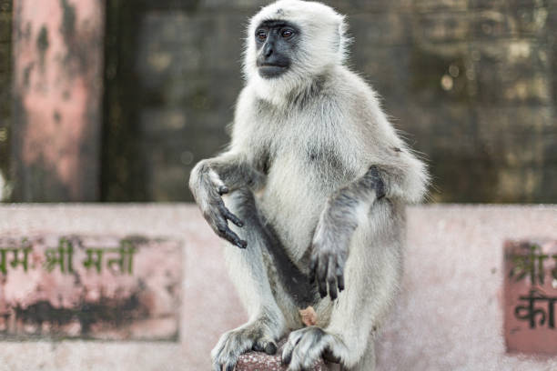 istock Cultural Tour India 1301449592