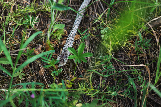 muda de serpiente encontrada en la hierba - wild abandon fotografías e imágenes de stock