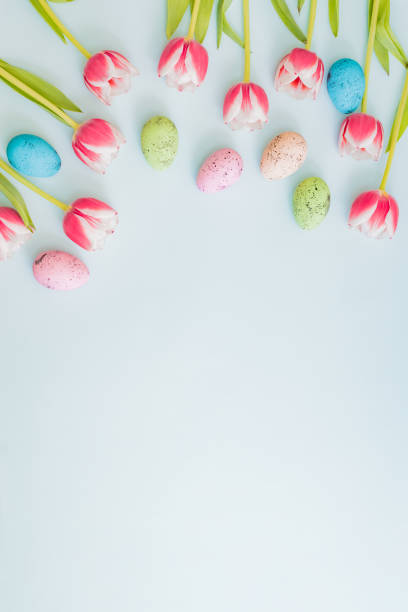 flat lay easter composition with pink tulips and eggs on color background - red easter blue frame imagens e fotografias de stock