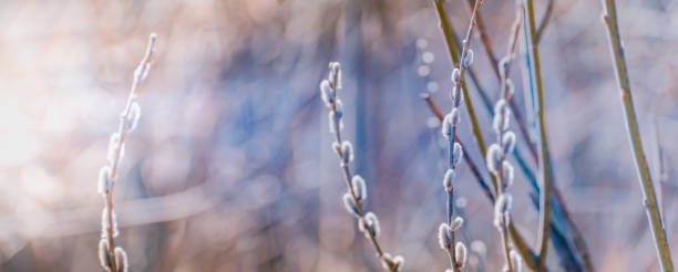 istock Spring branches of pussy willow on colorful blurred background. Beautiful panoramic scenery 1301450089