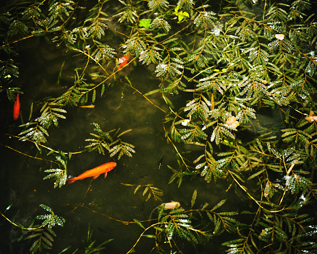 Goldfishes swimming in a pond in Siena, Italy