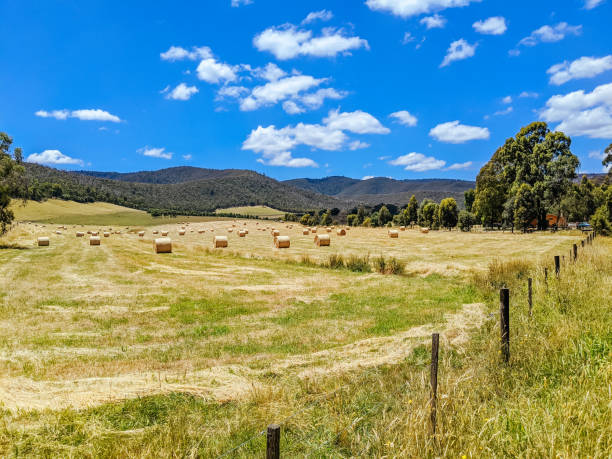 istock Victorian Rural Country in Australia 1301450556