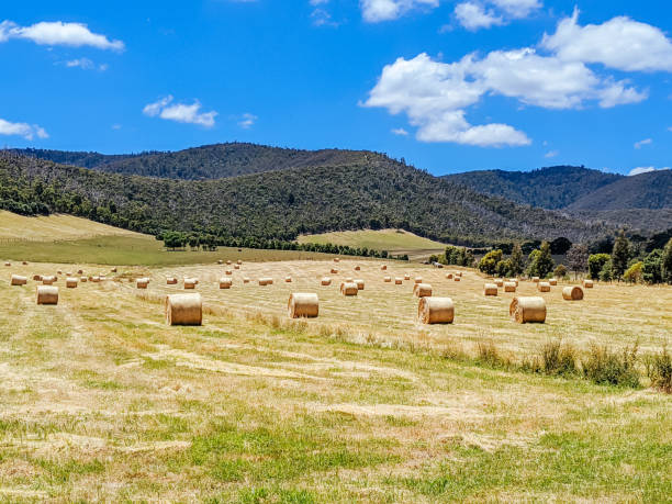 istock Victorian Rural Country in Australia 1301450559