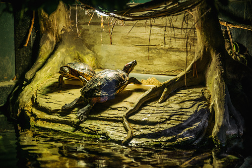 Turtles resting near water