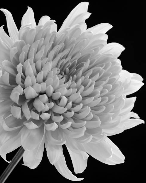 istock Lovely Chrysanthemum Blossom In Monochrome 1301452348