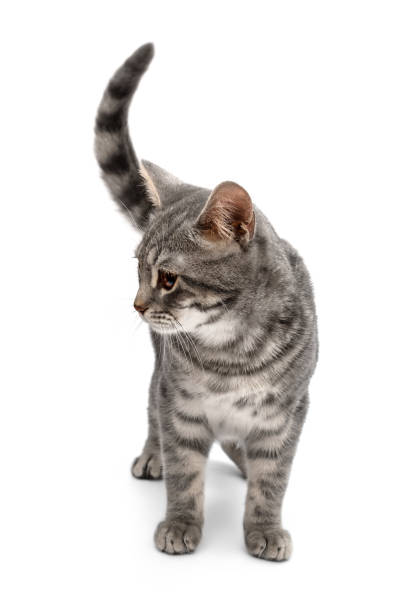 istock Beautiful gray cat isolated on white background. 1301454074