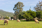 Sheeps in a meadow on green grass