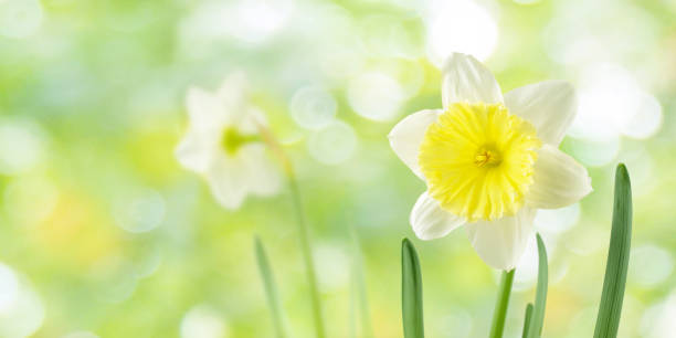 istock White and yellow daffodil or narcissus flowers on the blurred background 1301454509