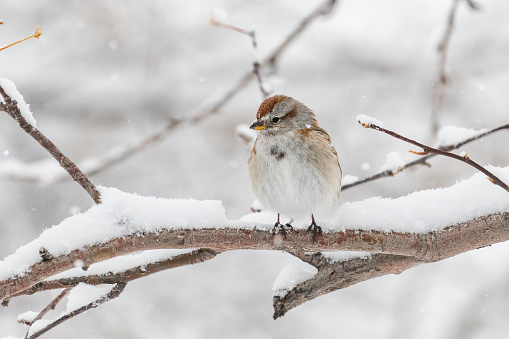 Small sparrow bird perching on snow covered branch with snow background.
