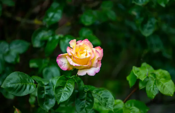 The photo shows a yellow-pink rose blossom behind green foliage