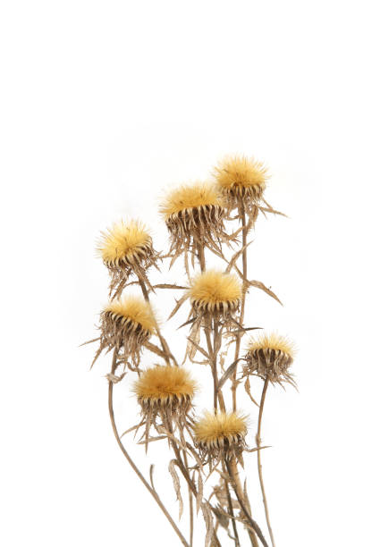 Dried wildflowers in winter time.