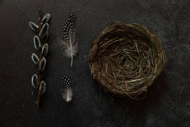 Happy Easter concept. Preparation for holiday. Pussy willow flowers branches, feather nest on trendy grunge scratched dark black stone shale background. Simple minimalism flat lay top view copy space