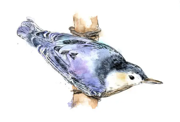 Vector illustration of White Breasted Nuthatch Drawn in Watercolor Wash and Ink. EPS10 Vector Illustration