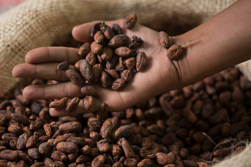 Hand holding a handful of cocoa beans from the sack